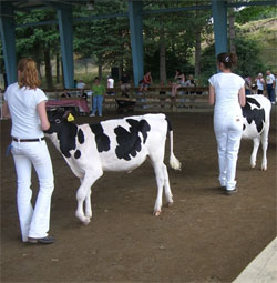 Do you like to stand around in the dirt, surrounded by the inescapable stench of manure, while watching cows walk around in a barn? If so, this year's fair is for you! Do you like to stand around in the dirt, surrounded by the inescapable stench of manure, while watching cows walk around in a barn? If so, this year's fair is for you!