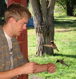 A pair of hummingbirds force a simple-minded Blandville resident to do their bidding. A pair of hummingbirds force a simple-minded Blandville resident to do their bidding.