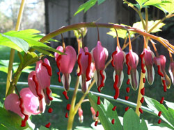 Springtime brings with it a host of beautiful flowers, such as the bleeding heart, Seattle's official flower. Springtime brings with it a host of beautiful flowers, such as the bleeding heart, Seattle's official flower.