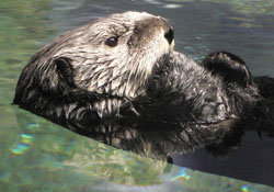 What appears to be a simple sea otter is in fact a highly trained killing machine, responsible for the deaths of dozens of orca whales, that has been imprisoned at the Seattle Aquarium.