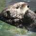 What appears to be a simple sea otter is in fact a highly trained killing machine, responsible for the deaths of dozens of orca whales, that has been imprisoned at the Seattle Aquarium.