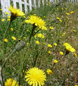 A patch of Rupert Ovaltine Dandelions soak up the sun in a corner of the Elmore's field.