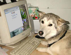 The internets are not for dogs. Seriously, don't even think about it. The internets are not for dogs. Seriously, don't even think about it.