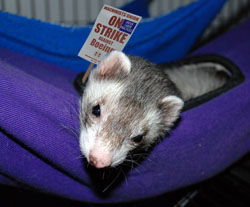 "The ferret petting zoo is the most important demand to me," said Boeing machinist Tom Dover.  "An 8, 9, or even 10-hour work day can really be draining when you don't have easy access to ferrets."