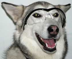 32% of people online really are actual, literal dogs, according to a new study from MIT