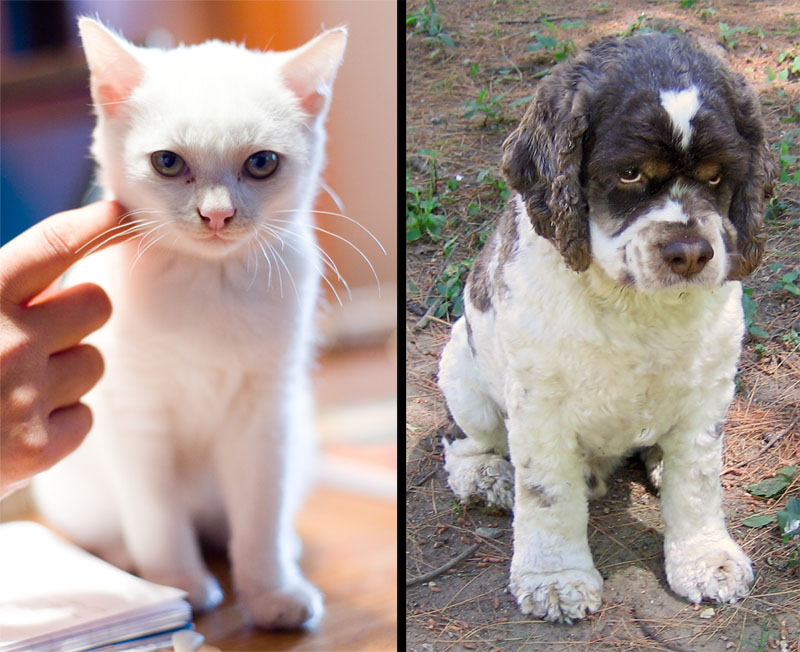 Senate Passes Puppies & Kittens Rescue Bill