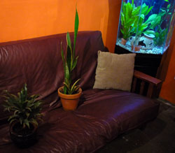 Strategically-placed houseplants are a smart and super-classy way to deal with a leaky roof. Strategically-placed houseplants are a smart and super-classy way to deal with a leaky roof.