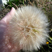 Elmore displays a prized "Wooly Mammoth" Dandelion in full bloom